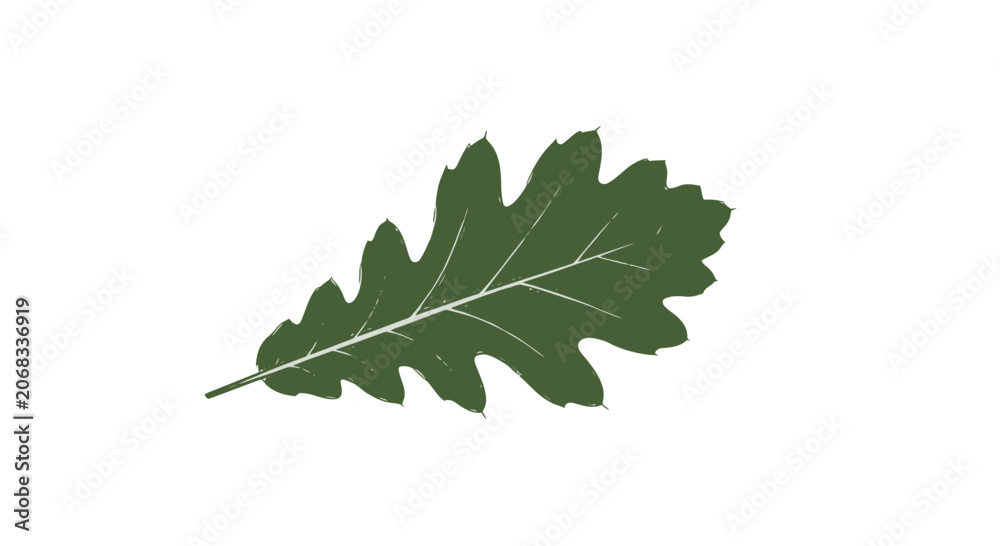 Fototapeta premium Single Green Oak Leaf Isolated.