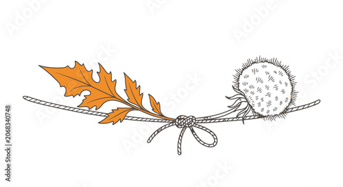 Detailed Illustration of Oak Leaf and Acorn.