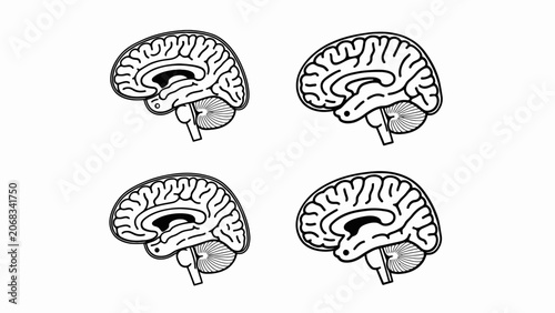 Fotografie Human Brain Anatomy Illustration - Medical Science Concept