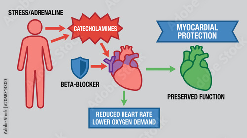 Canvastavla Beta Blocker Heart Rate Control Mechanism Myocardial Protection Diagram