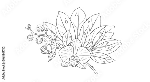 Simple Line Drawing of Flowering Plant.