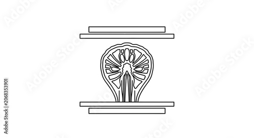 Abstract Citrus Slice in Geometric Frame, Minimalist Line Art, Healthy Food Concept