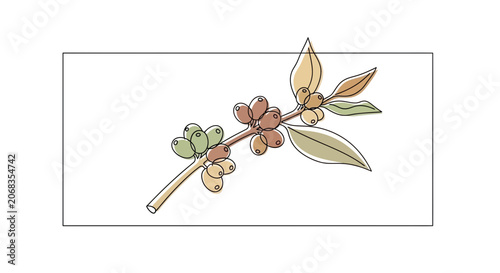 Coffee Branch with Green and Brown Berries and Leaves, Hand-Drawn Style