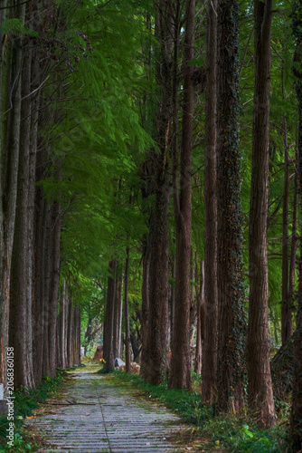 A tree lined path and beautiful natural environment in the mountainous area of Anhui Province, China, photographed on November 17, 2025