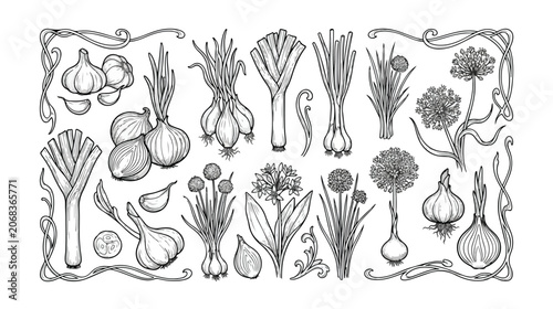 Foto Vintage hand drawn onion and garlic vector set, botanical line art illustrations