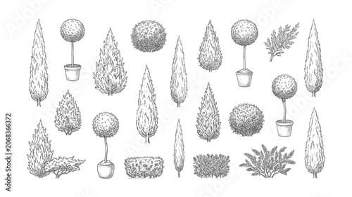Photos Vintage hand drawn topiary trees and garden shrubs, 22 botanical sketch elements