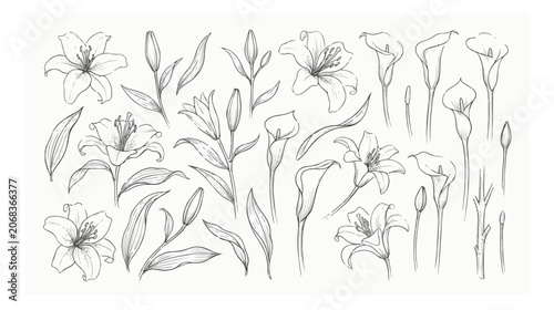 Obraz na płótnie Hand drawn lily and calla lily floral line art collection, elegant botanical ske