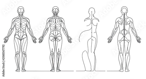 Anatomical illustrations show human body skeleton and muscles from multiple views