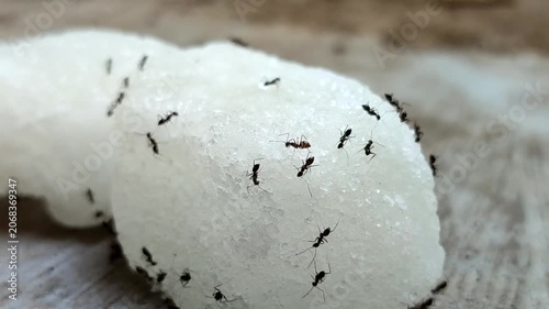 Black ants swarm and eat chunks of white rock sugar	