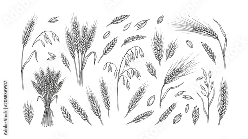 Tableau sur toile Vintage hand drawn cereal grains vector set, rustic wheat and barley ear sketche