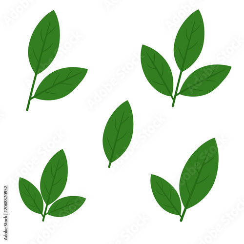 green leaves isolated on white
