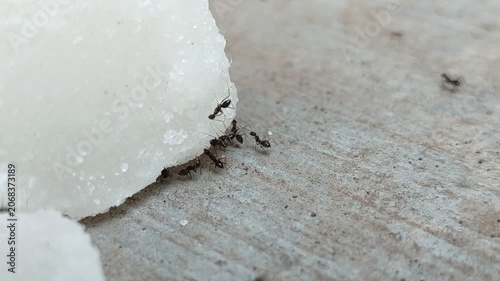 Black ants swarm and eat chunks of white rock sugar