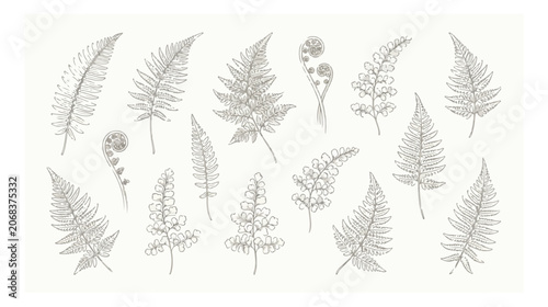 Photos Vintage botanical fern leaves vector set, hand drawn forest foliage illustration