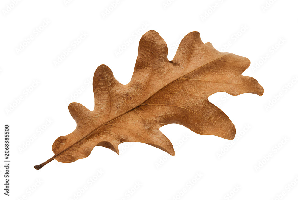 Fototapeta premium Dry brown oak leaf isolated on white background.