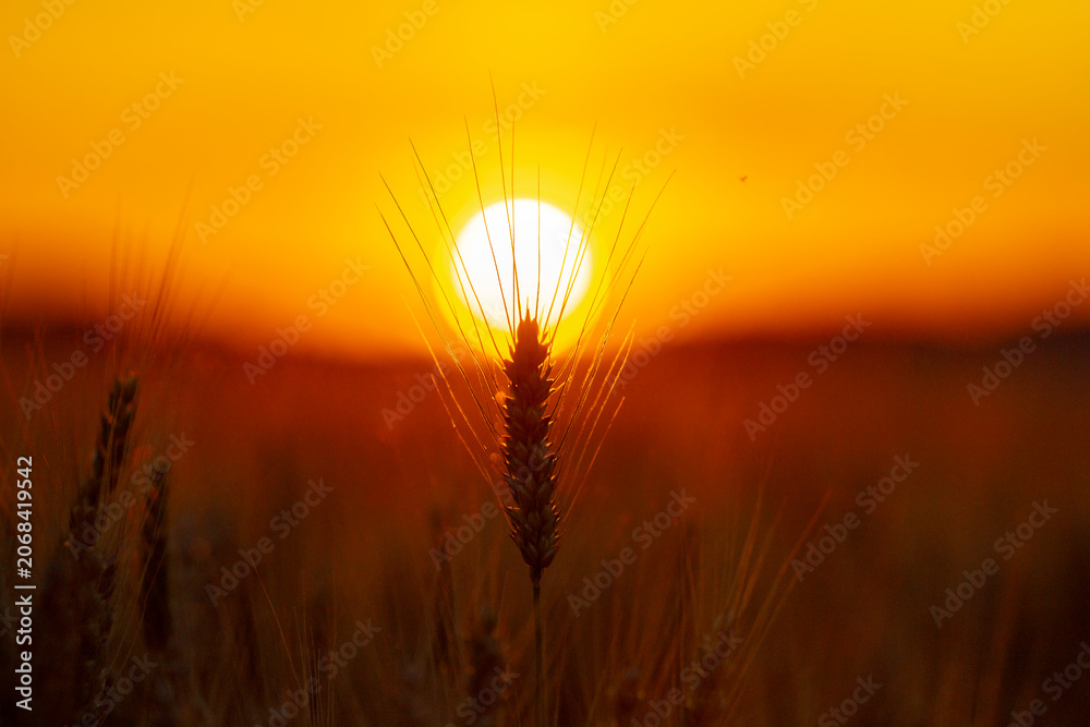 Fototapeta premium Wheat ear reaches sky. Wheat silhouette faces sunset. Warm wheat fills landscape. Backlit wheat glows softly.