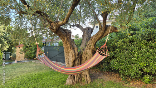 Fotografie A colorful striped hammock hangs from a large, gnarly olive tree in a grassy yard surrounded by lush green bushes and residential buildings