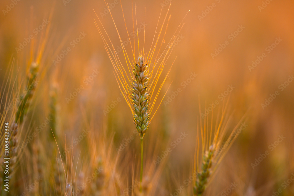 Fototapeta premium Wheat ear meets sunset. Wheat stem stays backlit. Golden wheat forms silhouette. Summer wheat fills field.