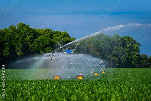 Obraz na płótnie Irrigation with watering sprinkler