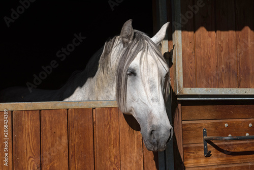 Cuadro en lienzo stallion in box