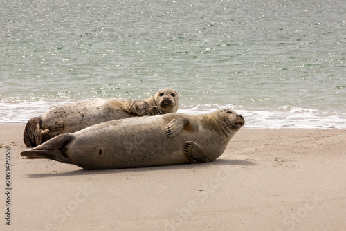 Grey Seals Resting on Sandy Beach Along North Sea Coast