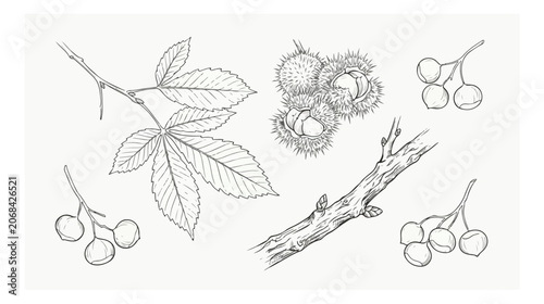 Obraz na płótnie Vintage chestnut botanical sketches, hand drawn horse chestnut leaves and seeds,