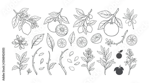 Cuadro en lienzo Vintage botanical citrus fruit line art collection, hand drawn lemon and orange