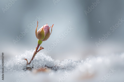 Hopeful Bloom Amidst Winter's Chill: A delicate flower bud, tinged with pink, emerges from its winter slumber, pushing through a blanket of snow.