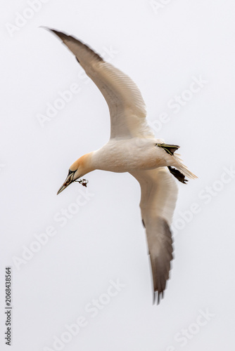 Northern Gannet Carrying Nest Material in Flight Against Grey Sky