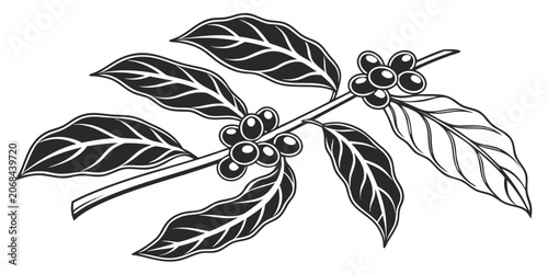 Konstfotografi Graphic illustration of coffee branch with ripe berries and leaves illustration