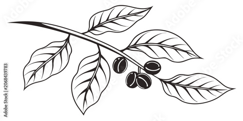 Принти на полотні Graphic illustration of coffee plant branch featuring coffee beans illustration