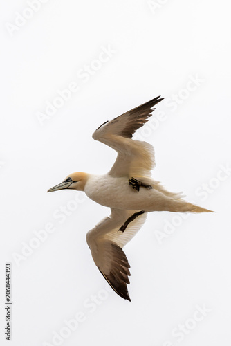 Northern Gannet Gliding Through Overcast Sky During Breeding Season