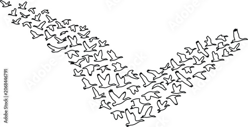Tableau sur toile Flying birds vector illustration, a flock of birds in V formation, black and whi