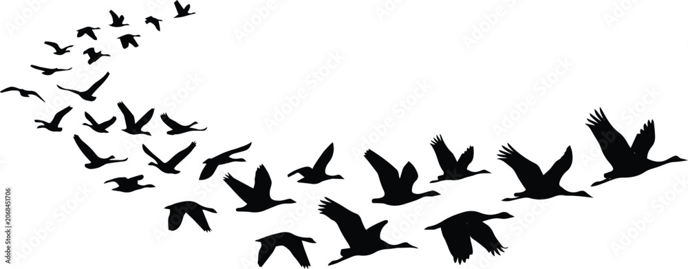 Obraz premium Flying birds silhouette vector, a flock of black birds in flight, migration concept, freedom and movement, nature and wildlife graphic element
