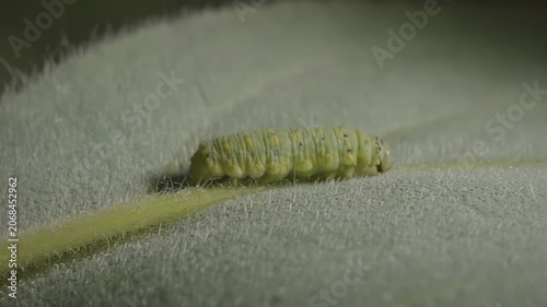 Green caterpillar slowly crawls along a leaf surface, showcasing its segmented body and fine hairs, with a blurred natural background enhancing the focus on the insect's movement