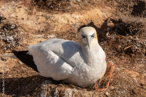 Northern Gannet Nesting With Plastic Fishing Line on Heligoland Colony