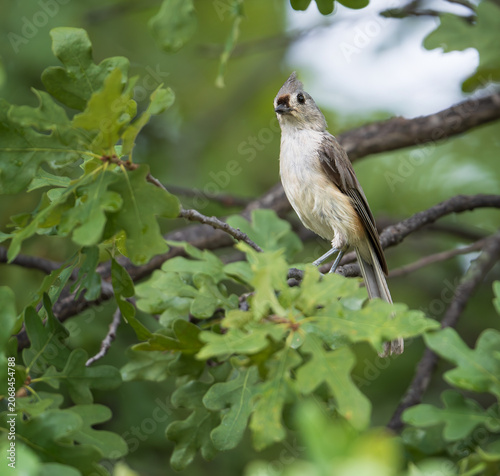 Tufted Titmouse (Baeolophus bicolor) perched on an oak tree branch in Texas summer. 