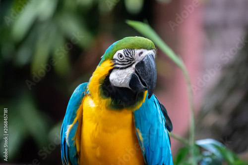 Vibrant close-up portrait of a blue-and-yellow macaw parrot