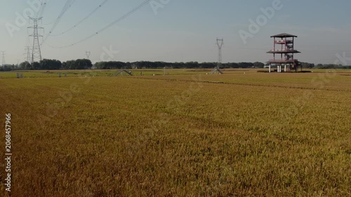 Golden Rice Field with Observation Tower in Rural Landscape