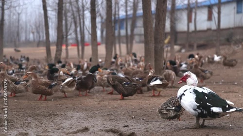Flock of Ducks in Muddy Farmyard with Muscovy Duck