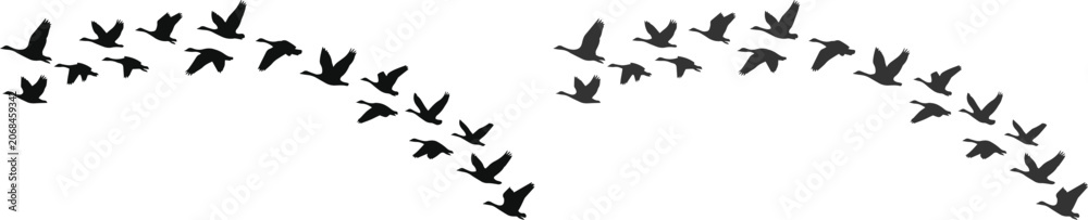 Obraz premium Flying birds silhouette, black migratory bird flock in V-formation, dynamic vector illustration for nature and freedom concepts
