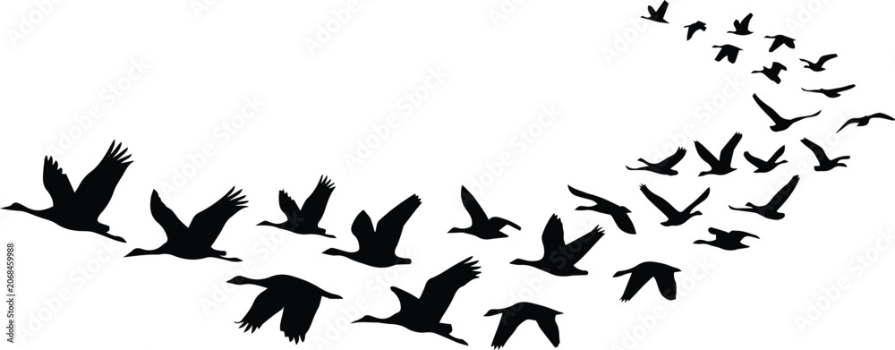 Obraz premium Flying birds silhouette vector, a flock of migratory birds in dynamic flight, black avian shapes on white, nature and freedom concept graphic resource
