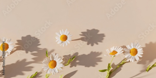 Chamomile daisy flowers casting long shadows on a neutral beige background for aesthetic lifestyle branding, floral pattern with natural sunlight and copy space