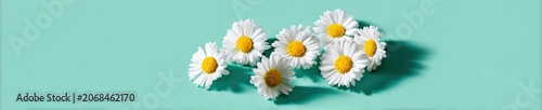 White daisy flowers scattered on a turquoise background with copy space for spring festival posters, floral celebration banners, and seasonal marketing graphics