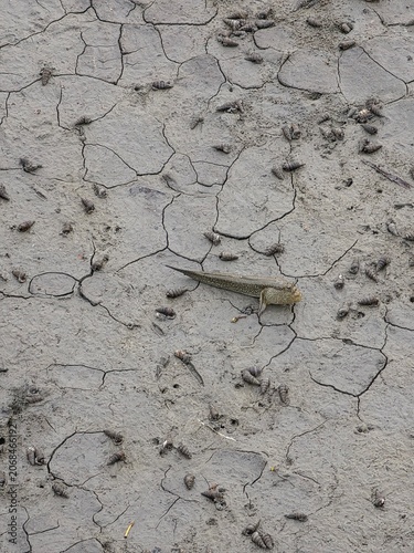 Adult male mudskipper is living in its big hole created during mating season in mangrove forest