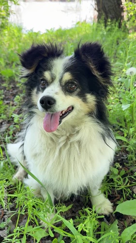 Dog lovable goof in the grass, vertical video.