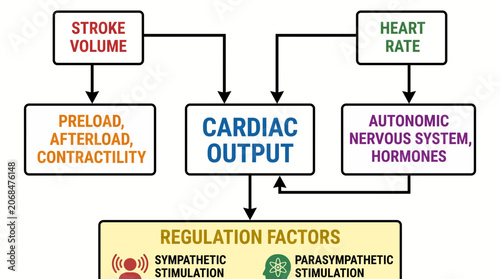 Фотография Cardiac Output Stroke Volume Heart Rate Regulation Diagram