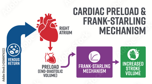 Foto Cardiac Preload Venous Return Frank Starling Mechanism Diagram
