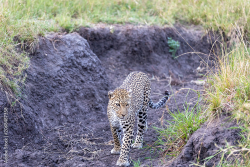 Photos Leopard walks toward the camera out of an eroded earthen gully - Masai Mara Nati