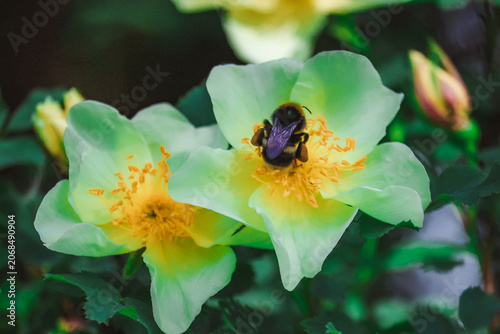 Foto Lovely fresh musky rose
