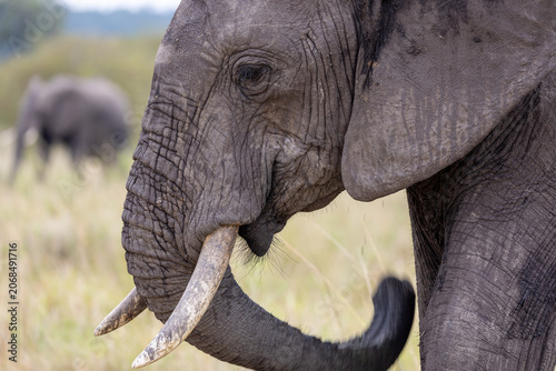 Schilderij op canvas African bush elephant rests its trunk curled while another elephant grazes behin
